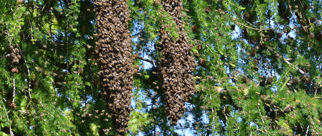 das Bild zeigt einen Bienenschwarm in einer Lärche hängend (Foto: A. Pierenkemper)