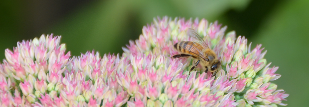 das Bild zeigt eine Honigbiene auf einer Blüte der Fetten Henne (Foto: A. Pierenkemper)