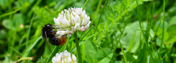 das Bild zeigt eine Steinhummel an einer Kleeblüte (Foto: A. Pierenkemper)