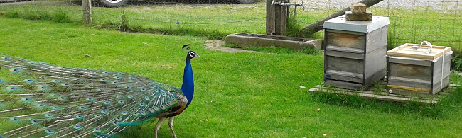 das Bild zeigt zwei Bienenbeuten in einem Garten und einen Pfau (Foto: A. Pierenkemper)